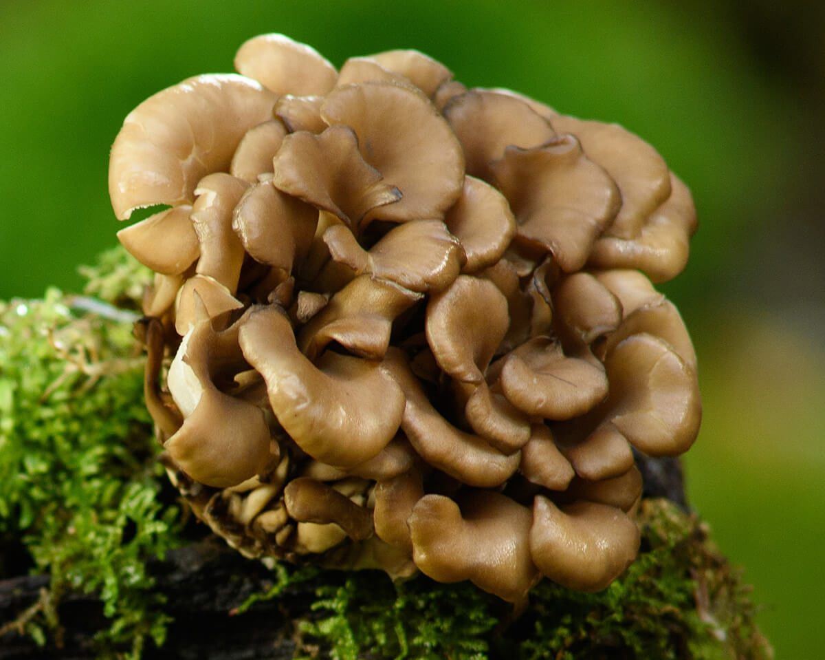 Maitake Tincture