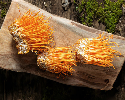 Cordyceps Tincture