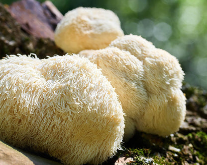 Lion's Mane Tincture