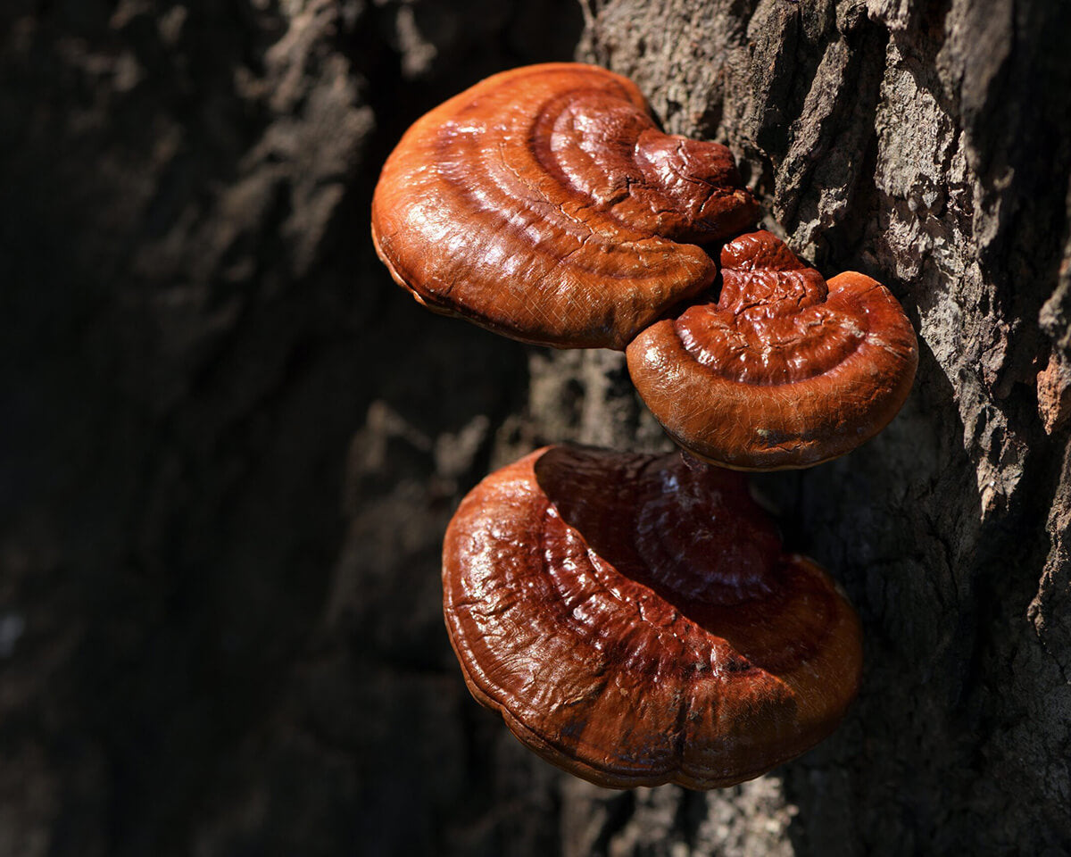 Reishi Tincture