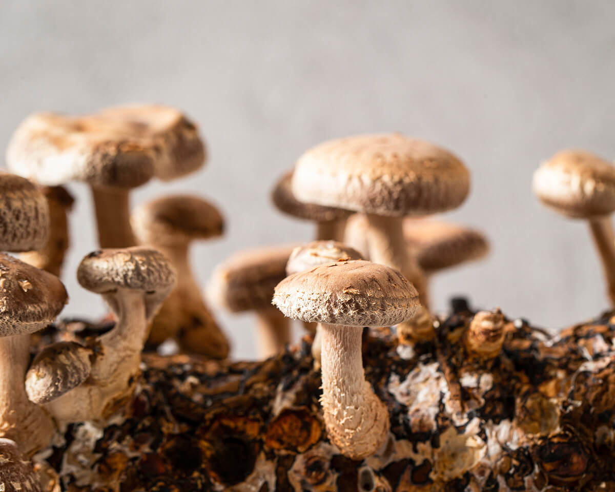 Shiitake Tincture