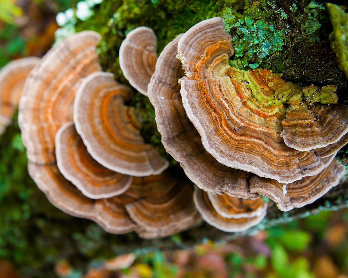 Turkey Tail Tincture